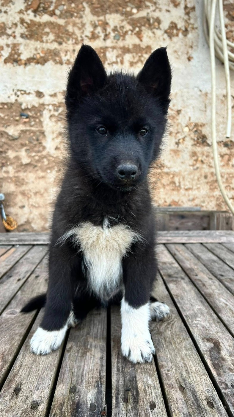 Arès Des Origines Du Vercors