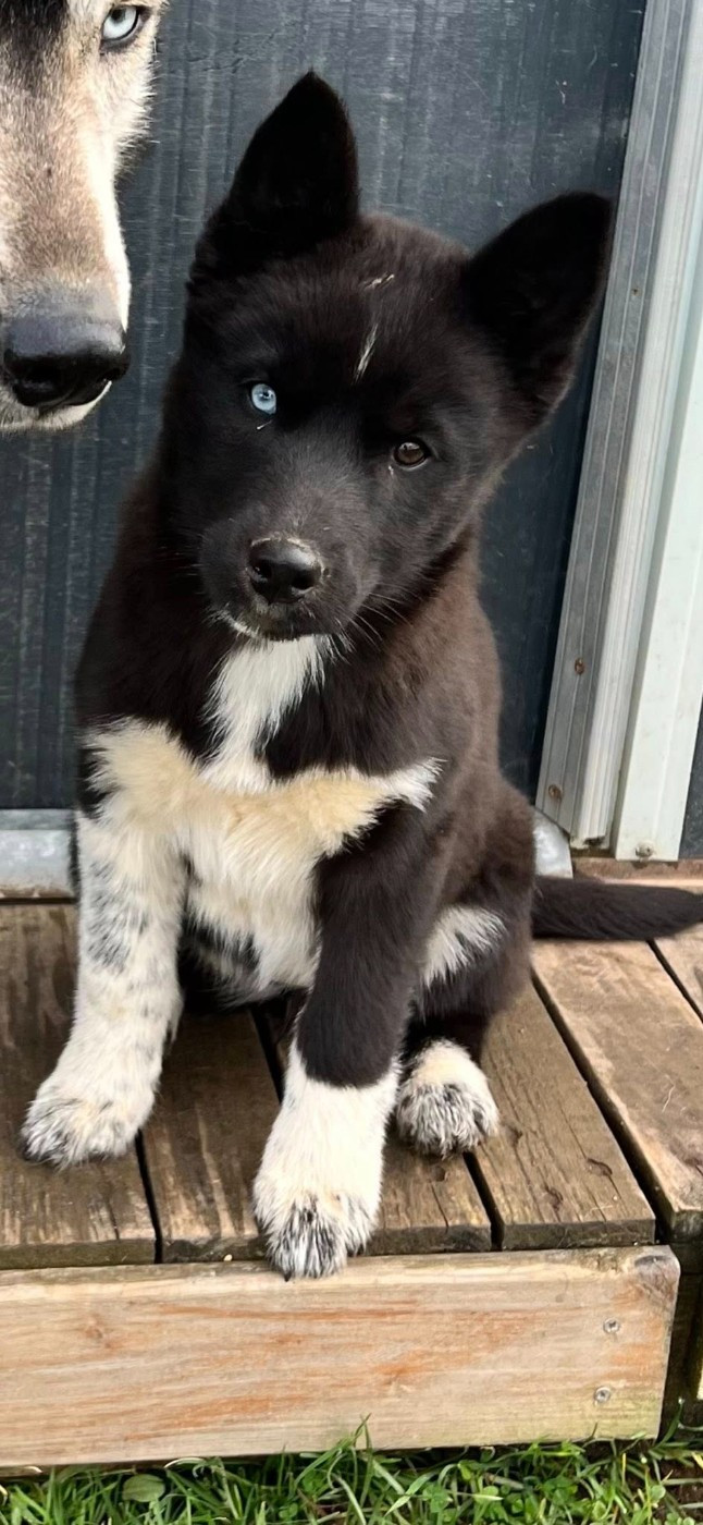 Arcane Des Origines Du Vercors