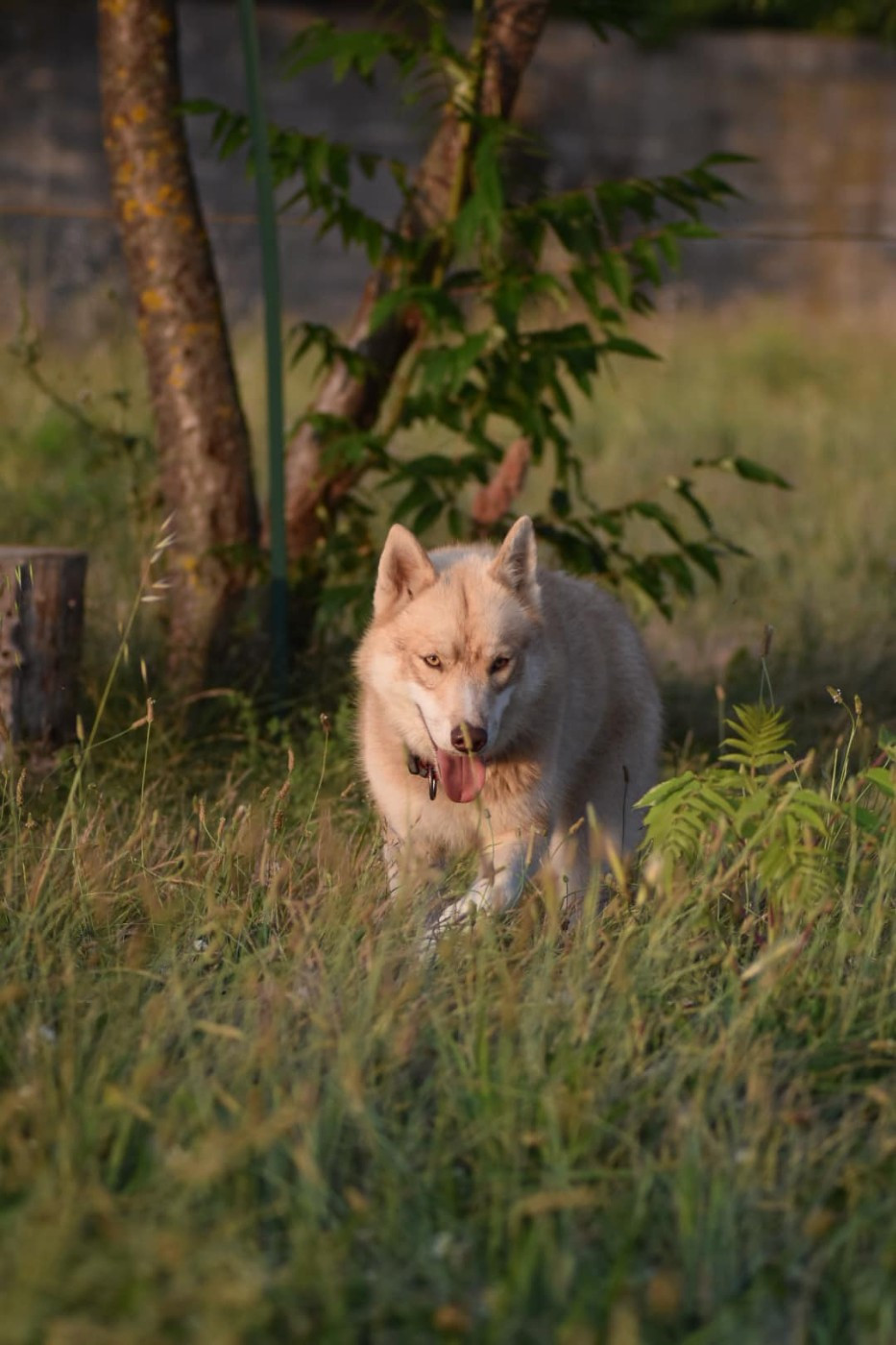 TOUNDRA REQUIEM FOR A DREAM Des Origines Du Vercors