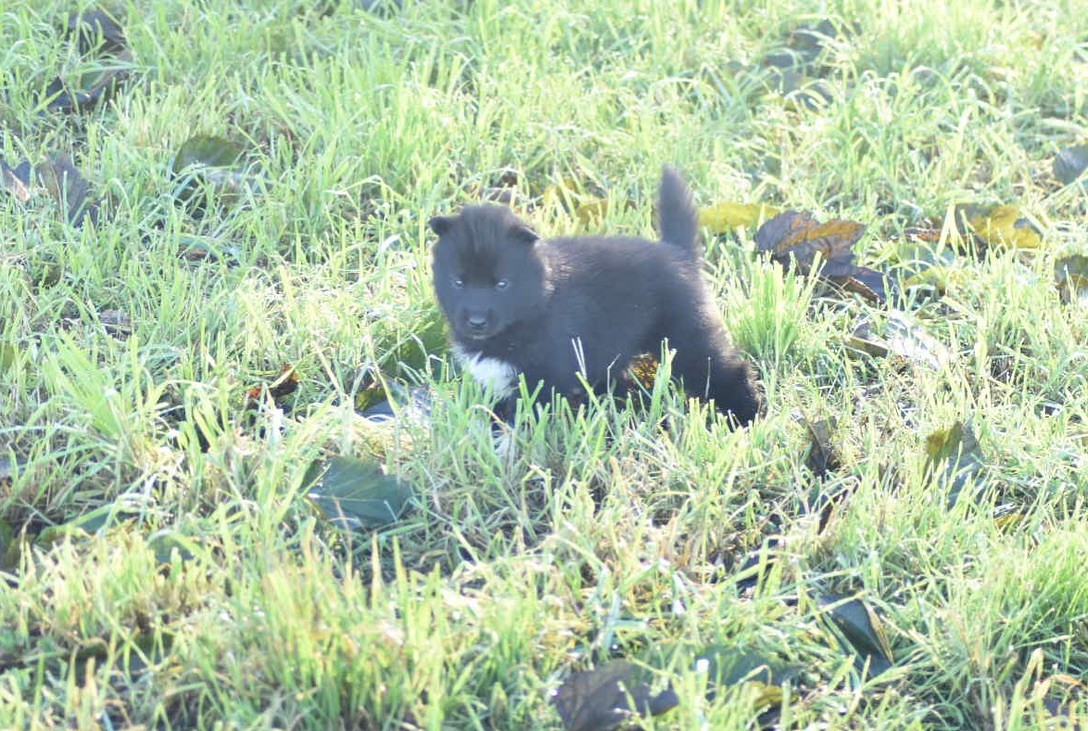 Des Origines Du Vercors - Chiots disponibles - Siberian Husky