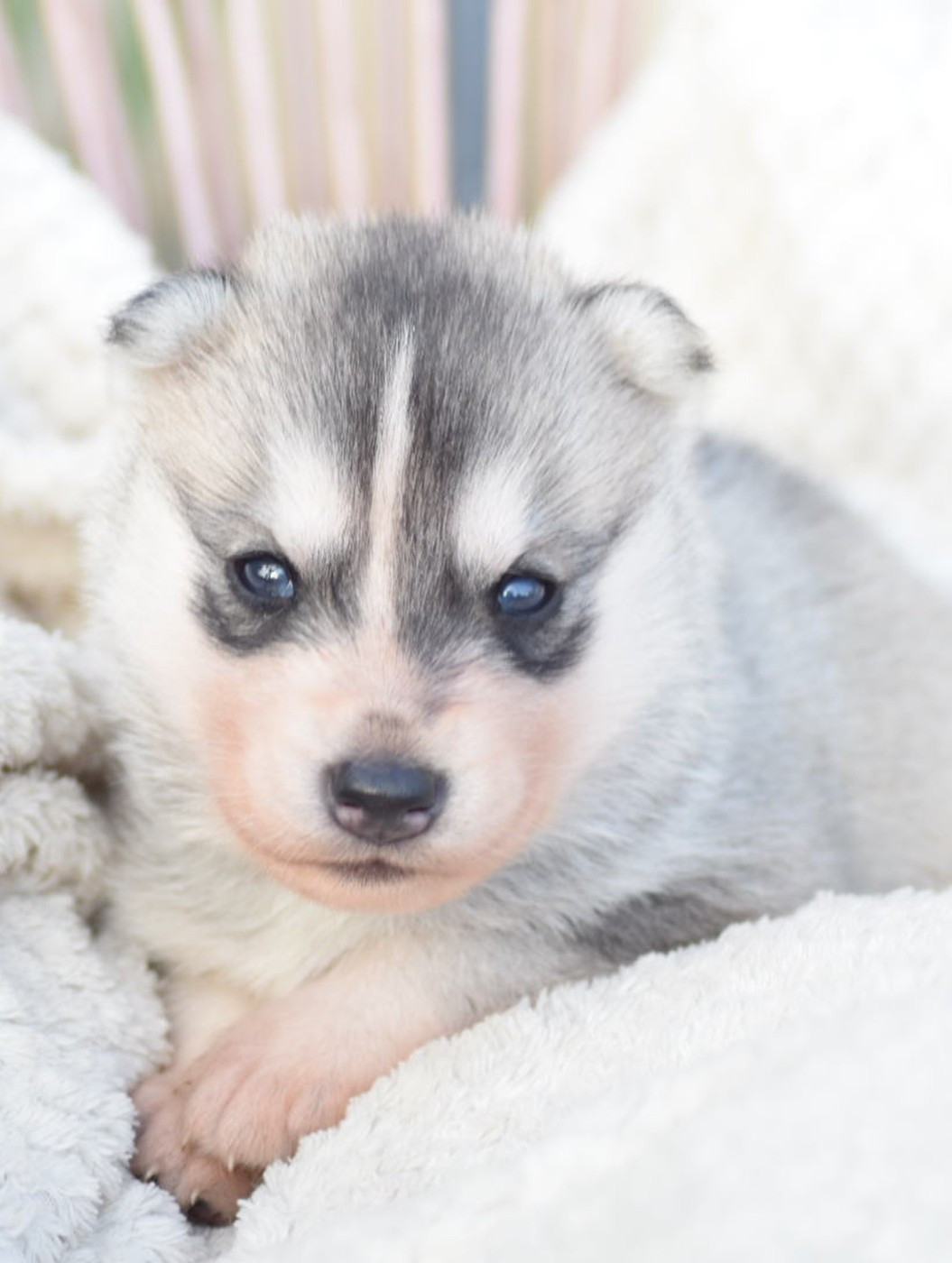 Des Origines Du Vercors - Chiots disponibles - Siberian Husky