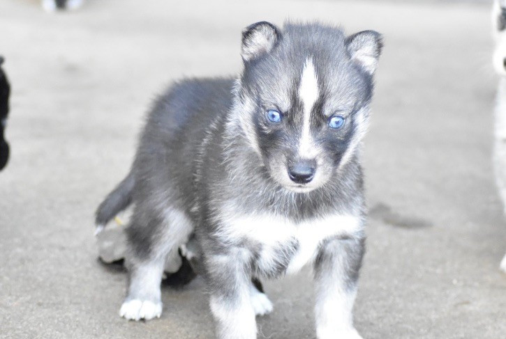 Des Origines Du Vercors - Chiots disponibles - Siberian Husky
