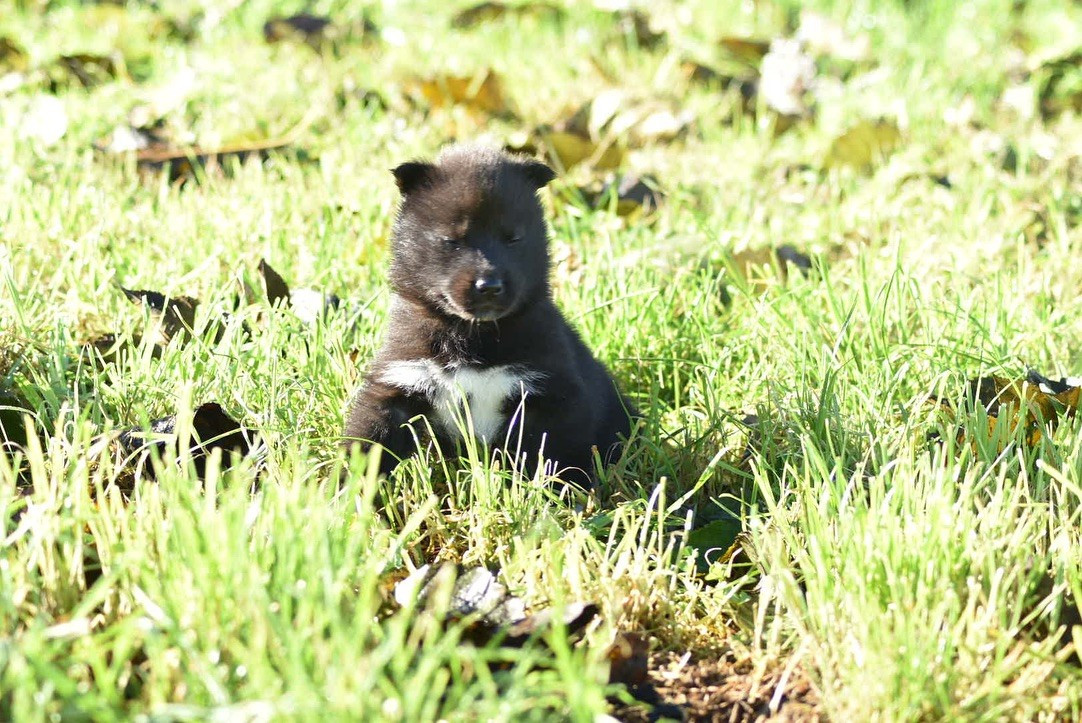 Des Origines Du Vercors - Chiots disponibles - Siberian Husky