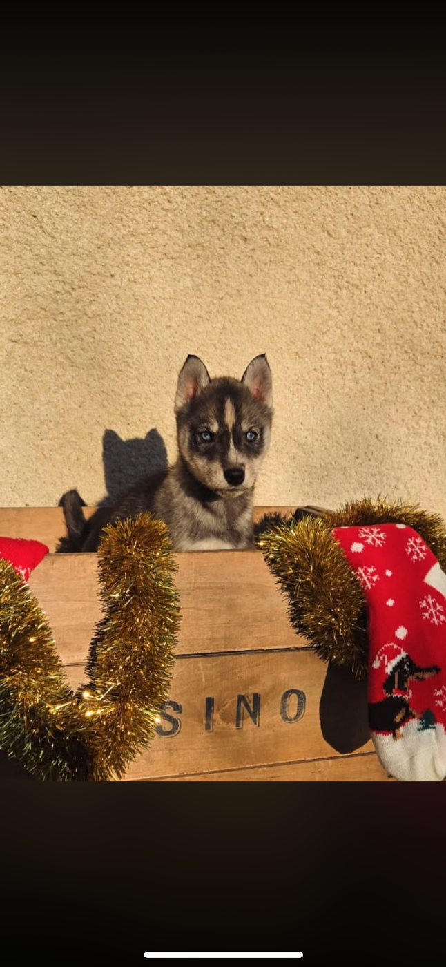 Des Origines Du Vercors - Chiots disponibles - Siberian Husky