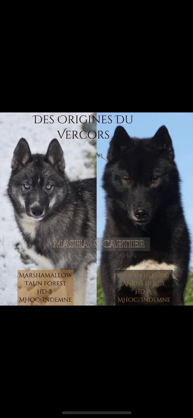 Chiot Siberian Husky Des Origines Du Vercors