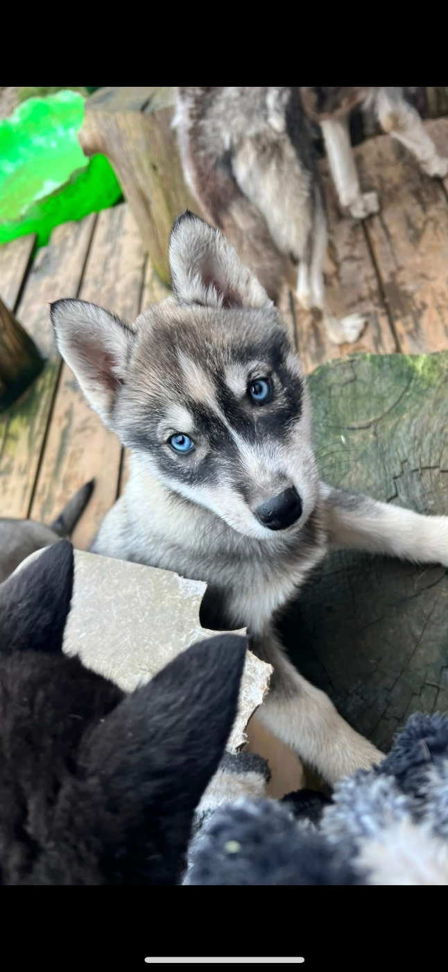 Des Origines Du Vercors - Chiots disponibles - Siberian Husky