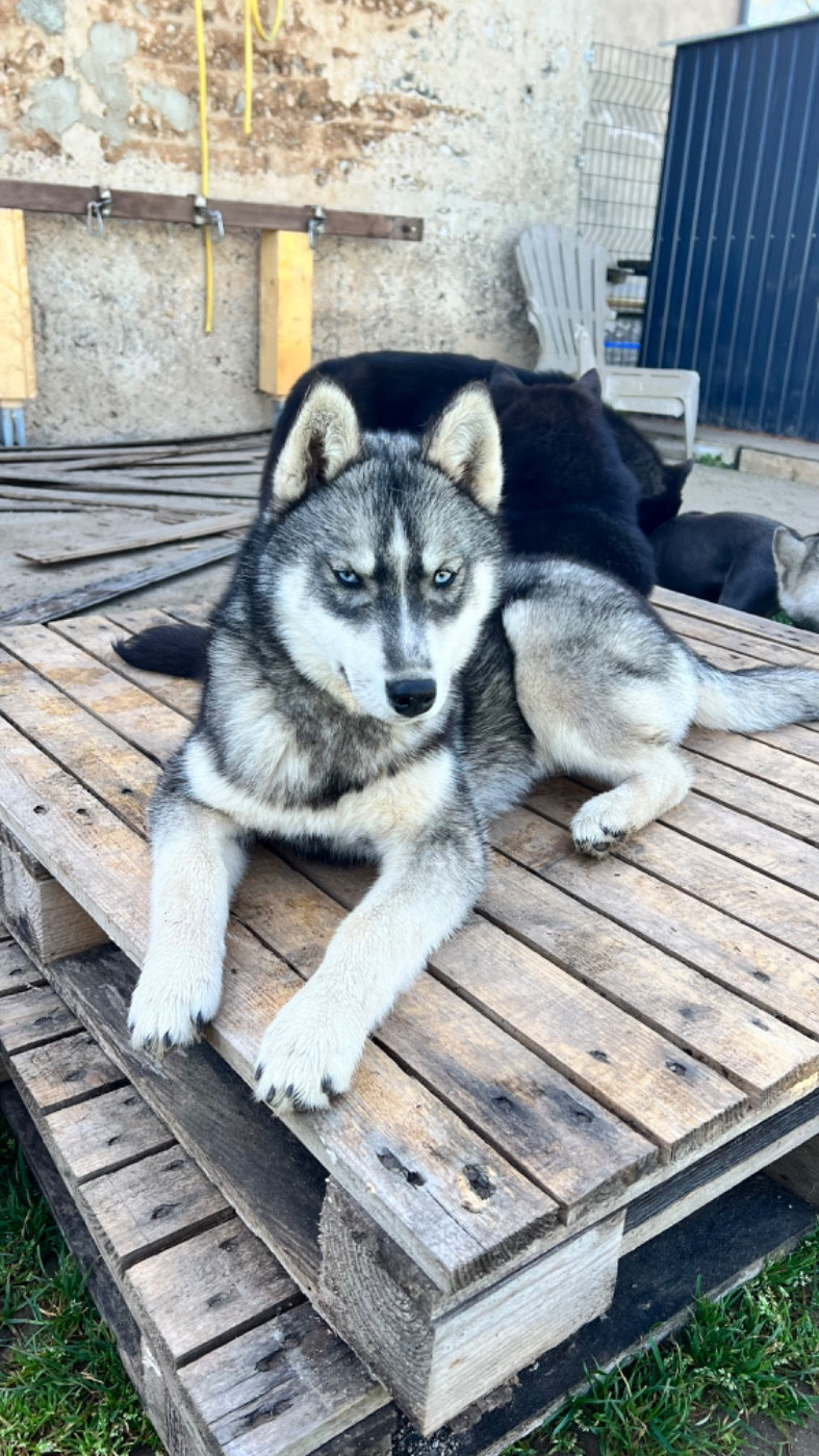 Des Origines Du Vercors - Chiots disponibles - Siberian Husky