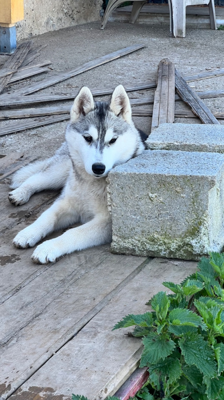 Des Origines Du Vercors - Chiots disponibles - Siberian Husky
