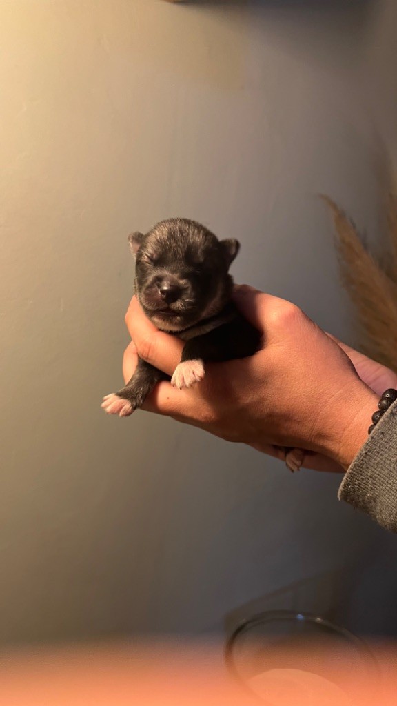 Des Origines Du Vercors - Chiots disponibles - Siberian Husky