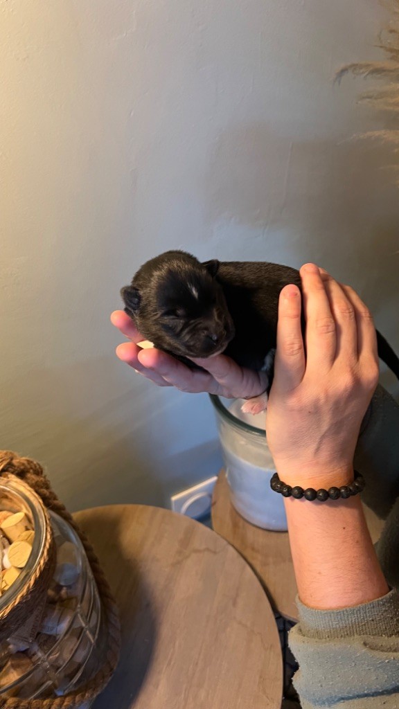 Des Origines Du Vercors - Chiots disponibles - Siberian Husky