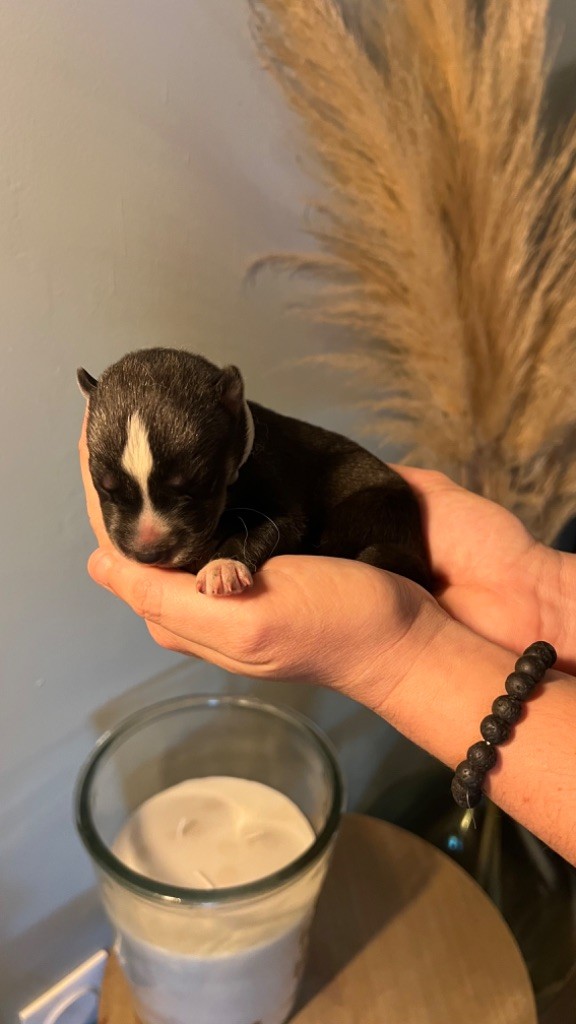 Des Origines Du Vercors - Chiots disponibles - Siberian Husky