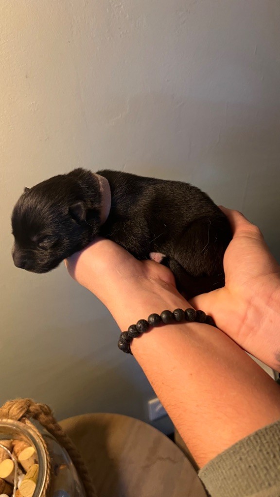 Des Origines Du Vercors - Chiots disponibles - Siberian Husky