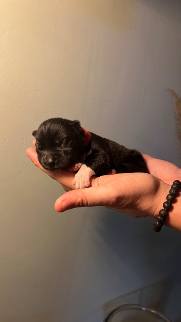 Des Origines Du Vercors - Chiots disponibles - Siberian Husky