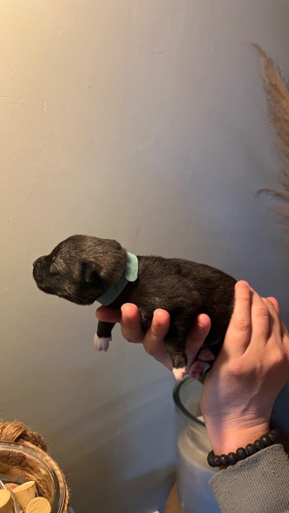 Des Origines Du Vercors - Chiots disponibles - Siberian Husky