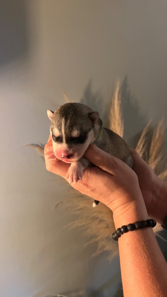 Des Origines Du Vercors - Chiots disponibles - Siberian Husky